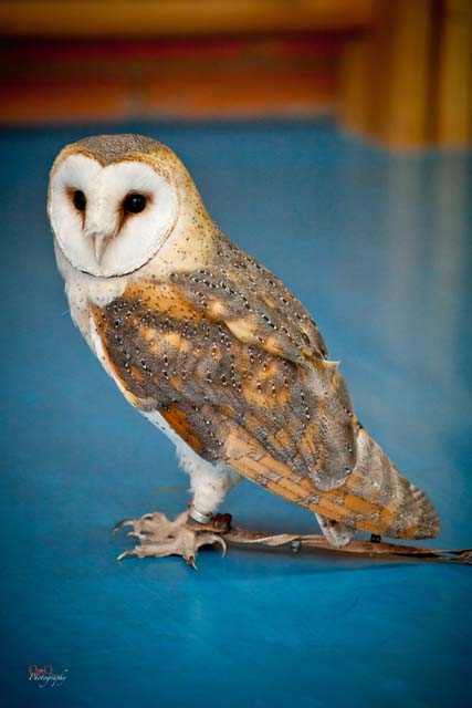 Semana Ciencias en Los Tilos